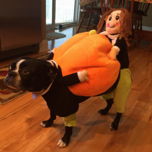 Pumpkin Halloween Dog Costume
