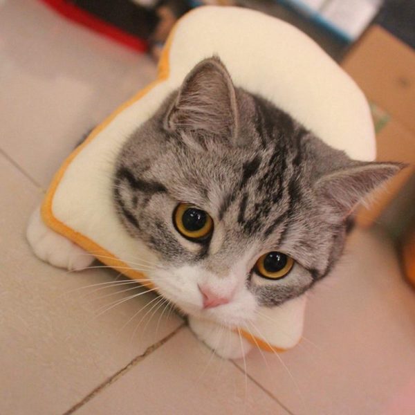 Bread Shaped Pet Collar - Toast Cat Adjustable Collar Wound Healing