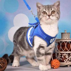 Harness And Leash Cat Adventure