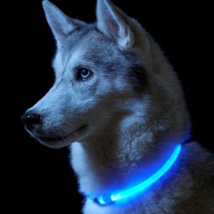 Led Dog Collar Flashing