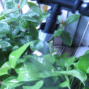 10 Pcs Gray Spray Nozzle With 4 / 7Mm Tee Apply Watering Sprayed On Plants Spray Radius 0.6-0.9M High Quality Nozzle