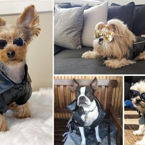 Niula Dog Winter Coat Pu Leather Motorcycle Jacket For Dog Pet Clothes Leather Jacket, Waterproof(S)