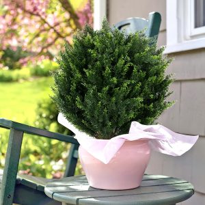 Keepinno 21''T Artificial Cedar Topiary Ball Tree 2 Pack, Outdoors Artificial Shrubs Plants Uv Rated Potted Plants For Outdoor, Indoor, Front Door, Office Decor.
