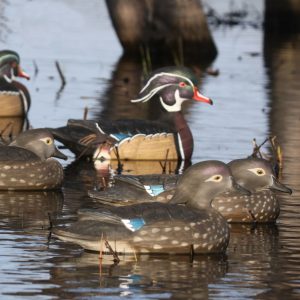 Full Body Motion Wood Duck Decoy 6 Pack