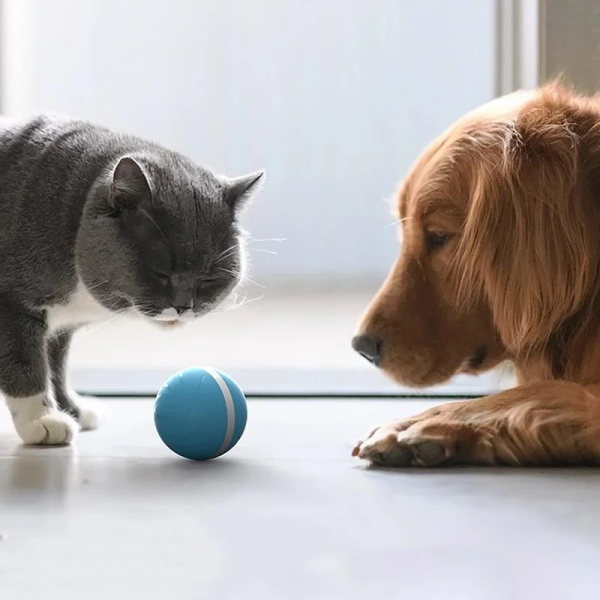 Ball Pet Motion Toy