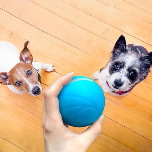 Ball Pet Motion Toy