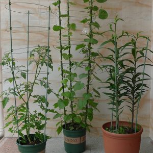 Tomato Plant Support Trellis Cage