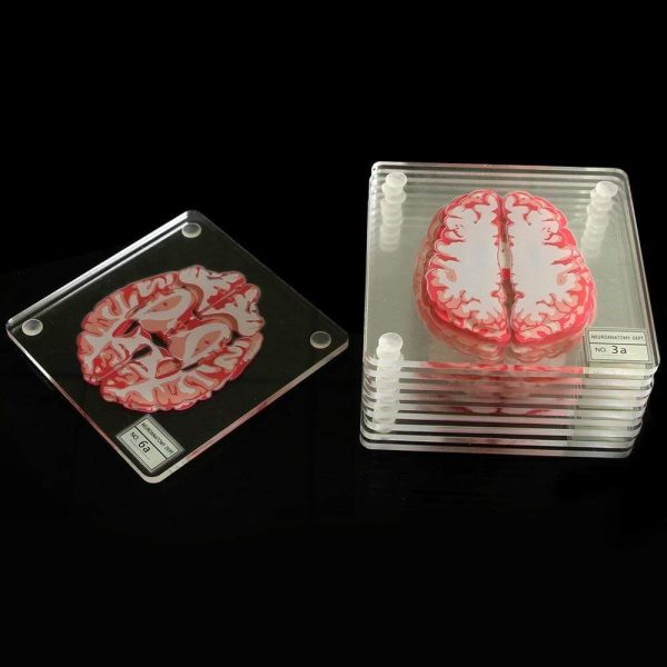Acrylic Non-Slip Brain Coasters (10Pcs)